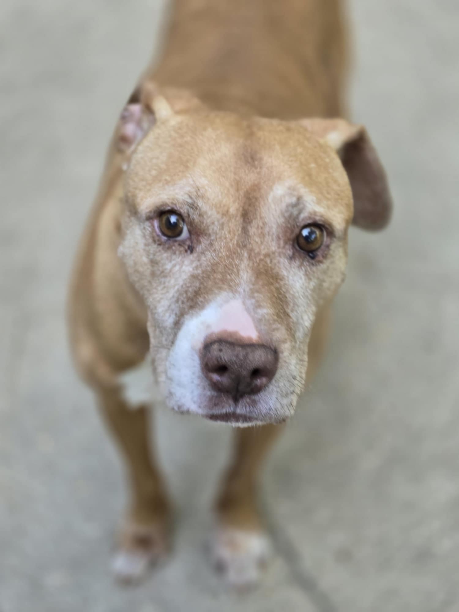 Augustus, Adoptable, Senior Male Pit Bull Terrier.