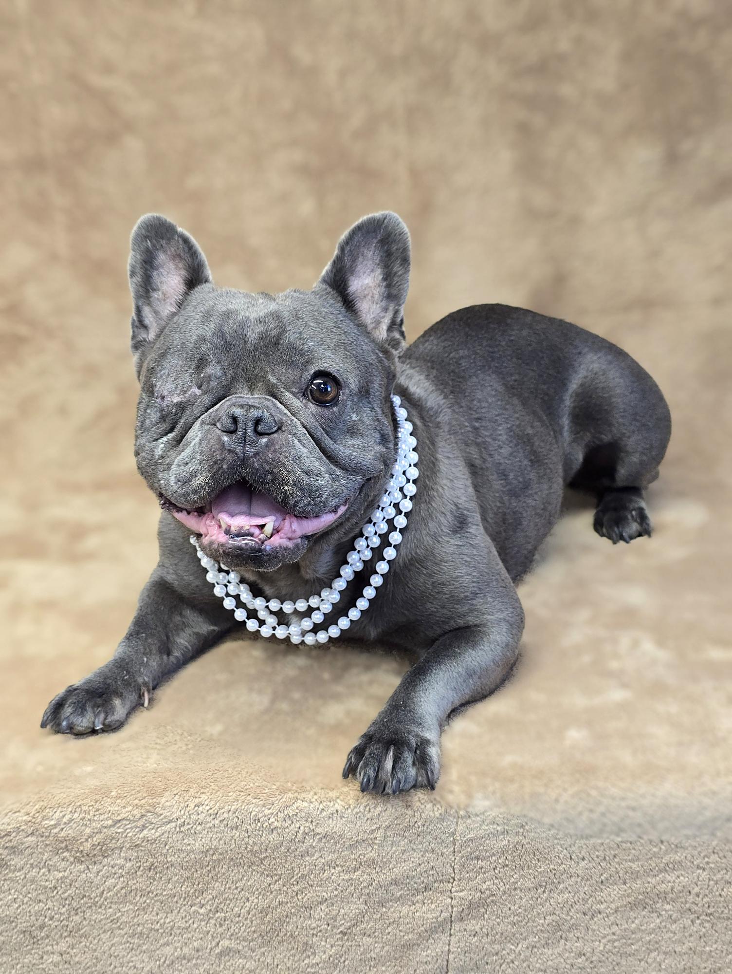 Enlarge Desiree, a Adoptable French Bulldog in San Pedro, CA image 3/6