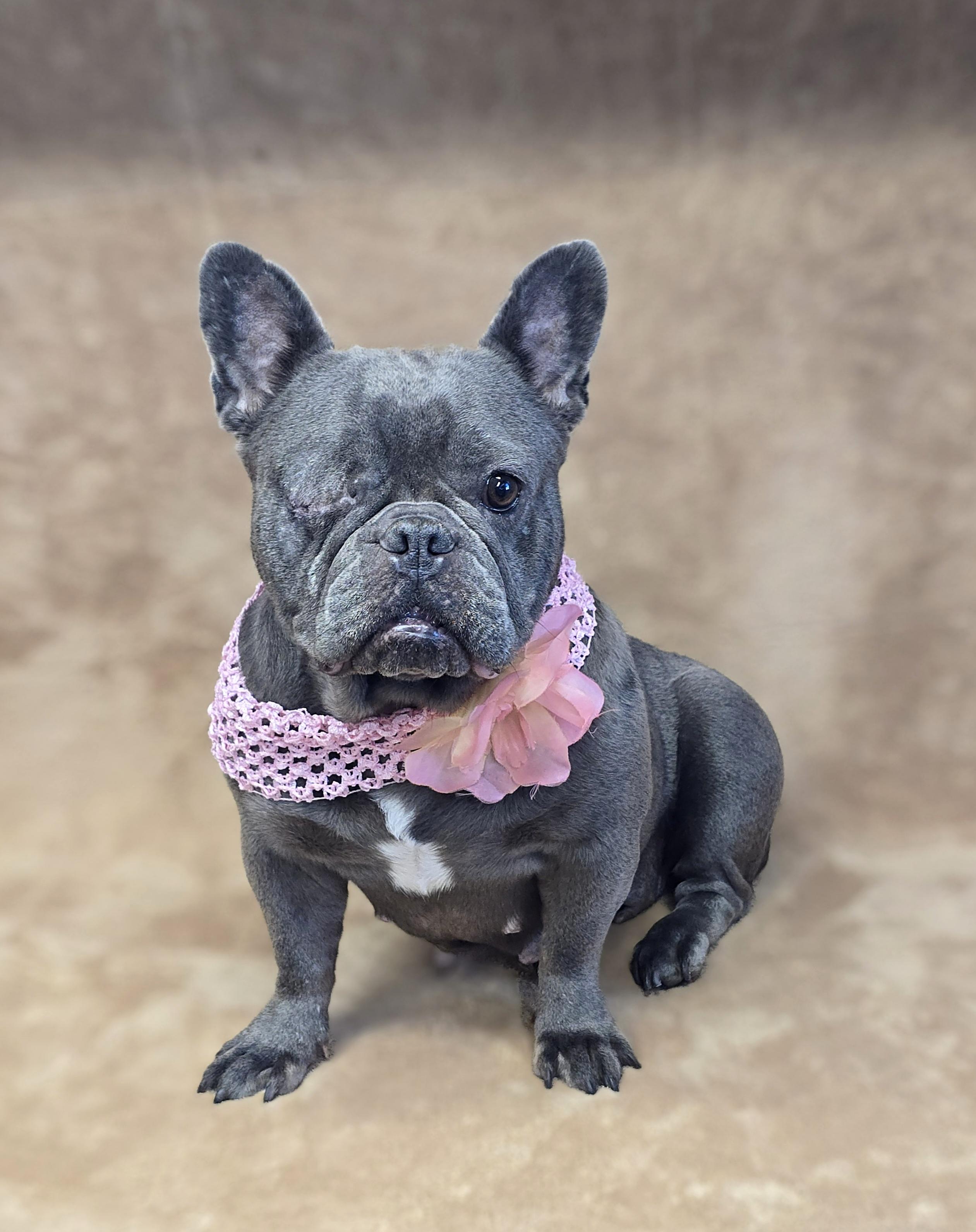 Enlarge Desiree, a Adoptable French Bulldog in San Pedro, CA image 1/6