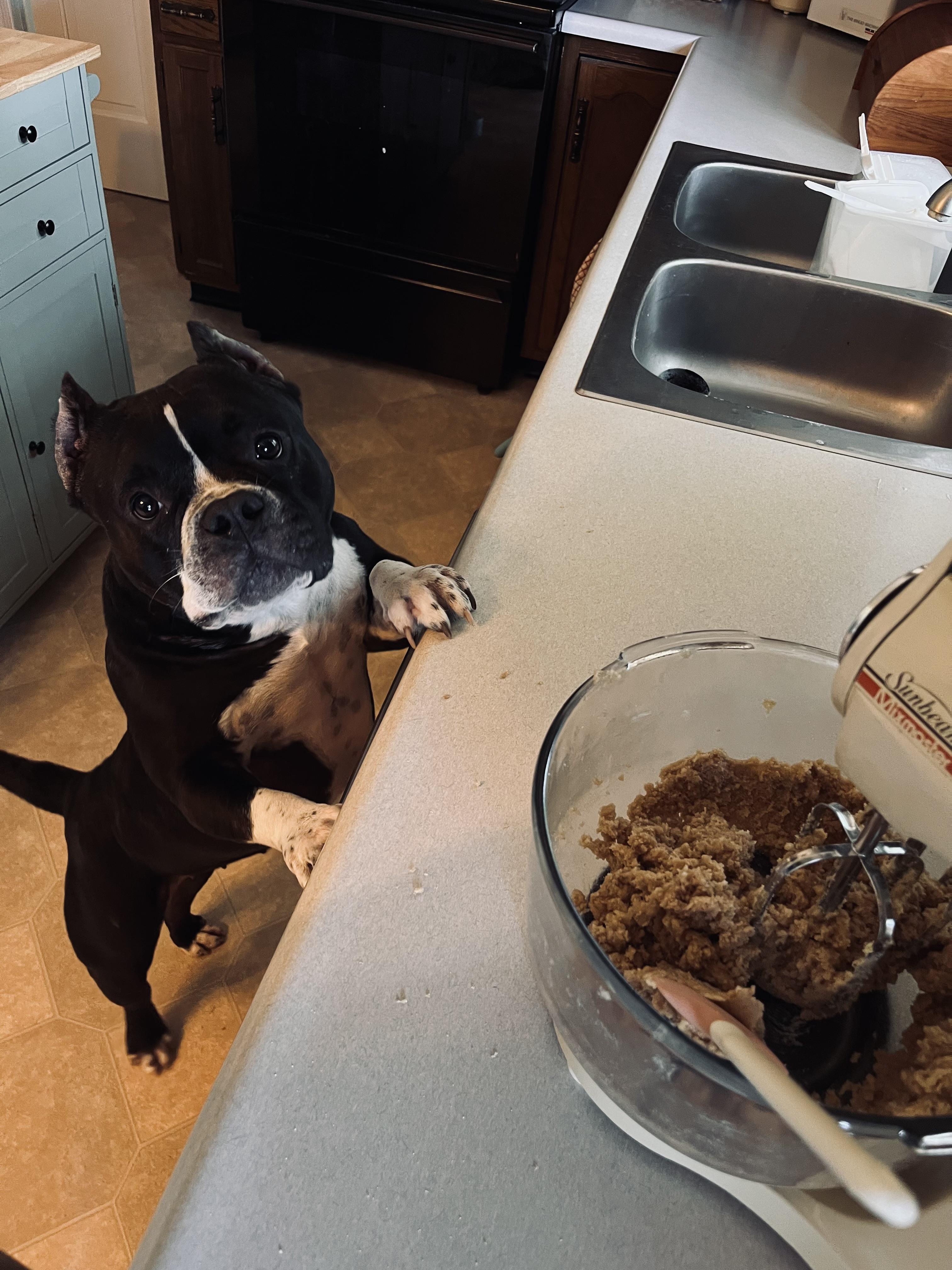 Clovee, an adoptable mixed breed in Springfield, IL image 6/6