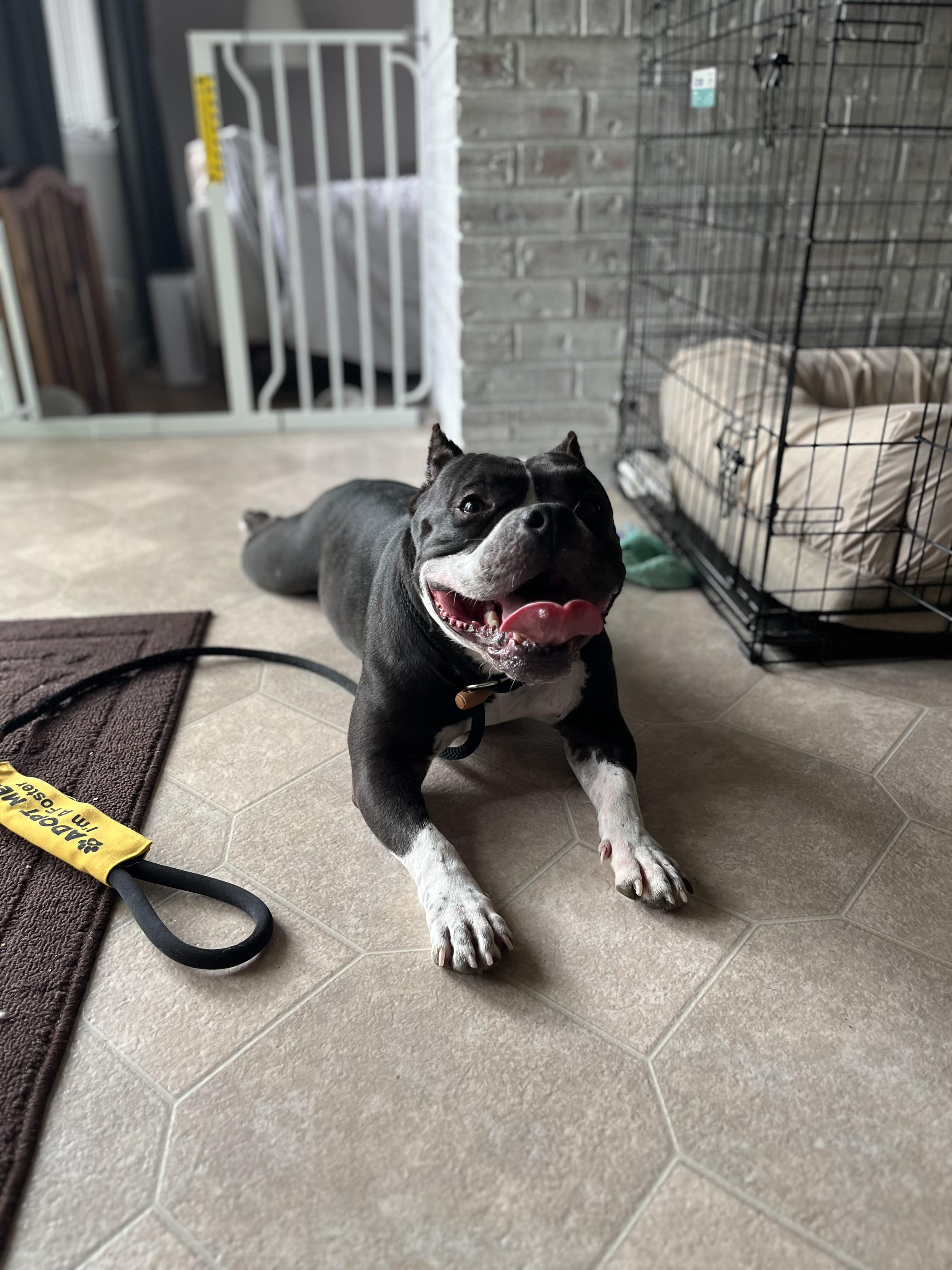 Clovee, an adoptable mixed breed in Springfield, IL image 5/6