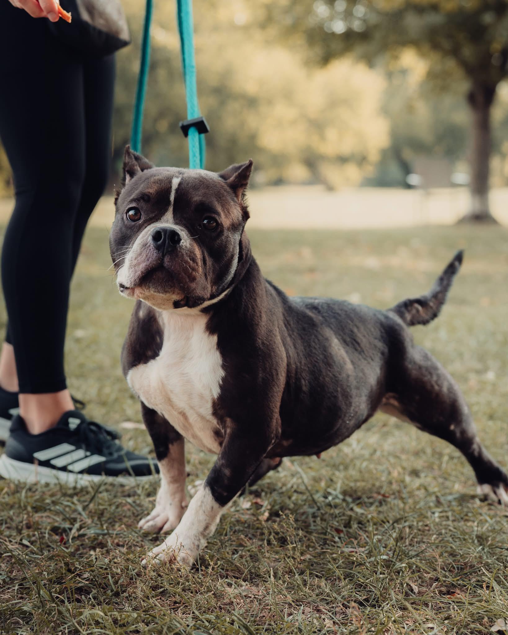 Clovee, an adoptable mixed breed in Springfield, IL image 4/4