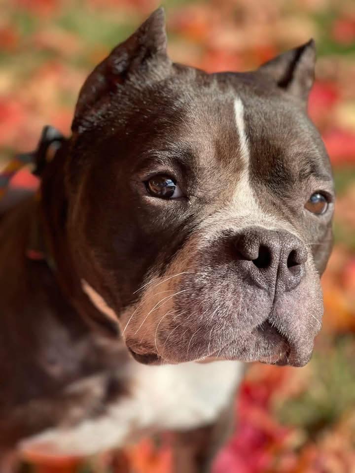 Clovee, an adoptable mixed breed in Springfield, IL image 3/4