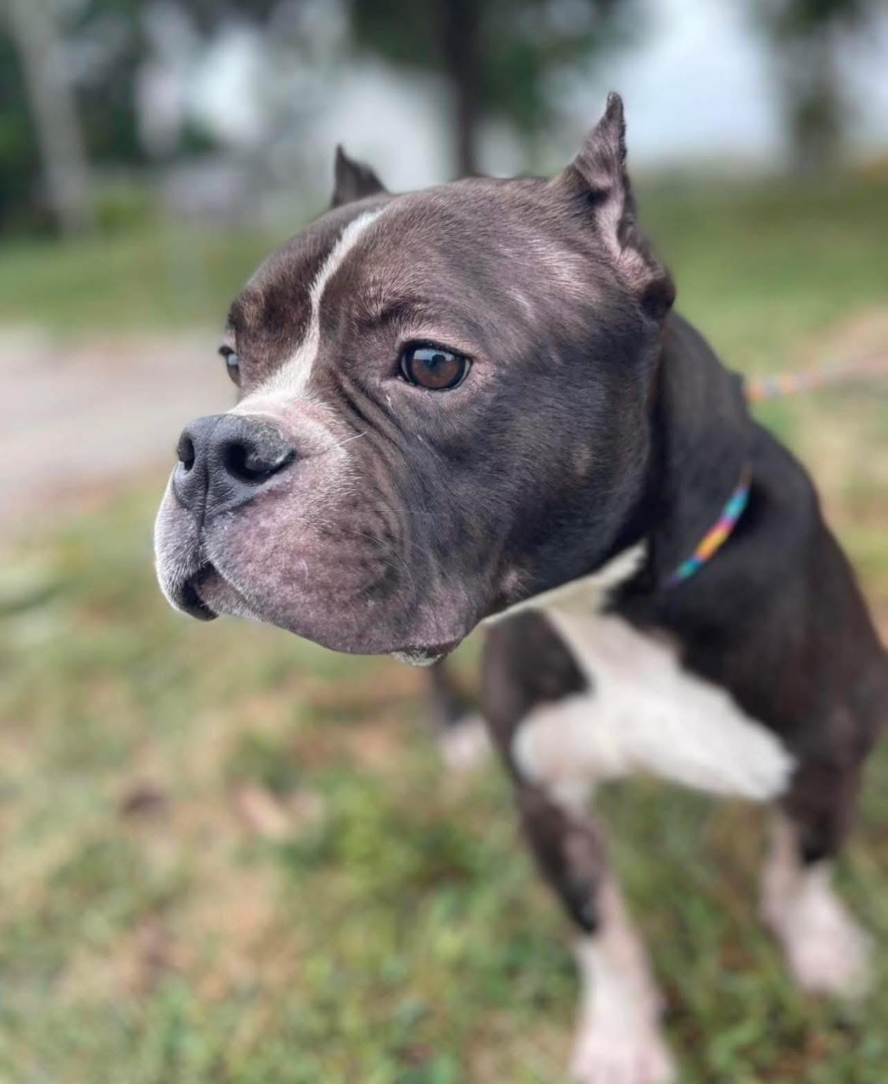 Clovee, an adoptable mixed breed in Springfield, IL image 2/4