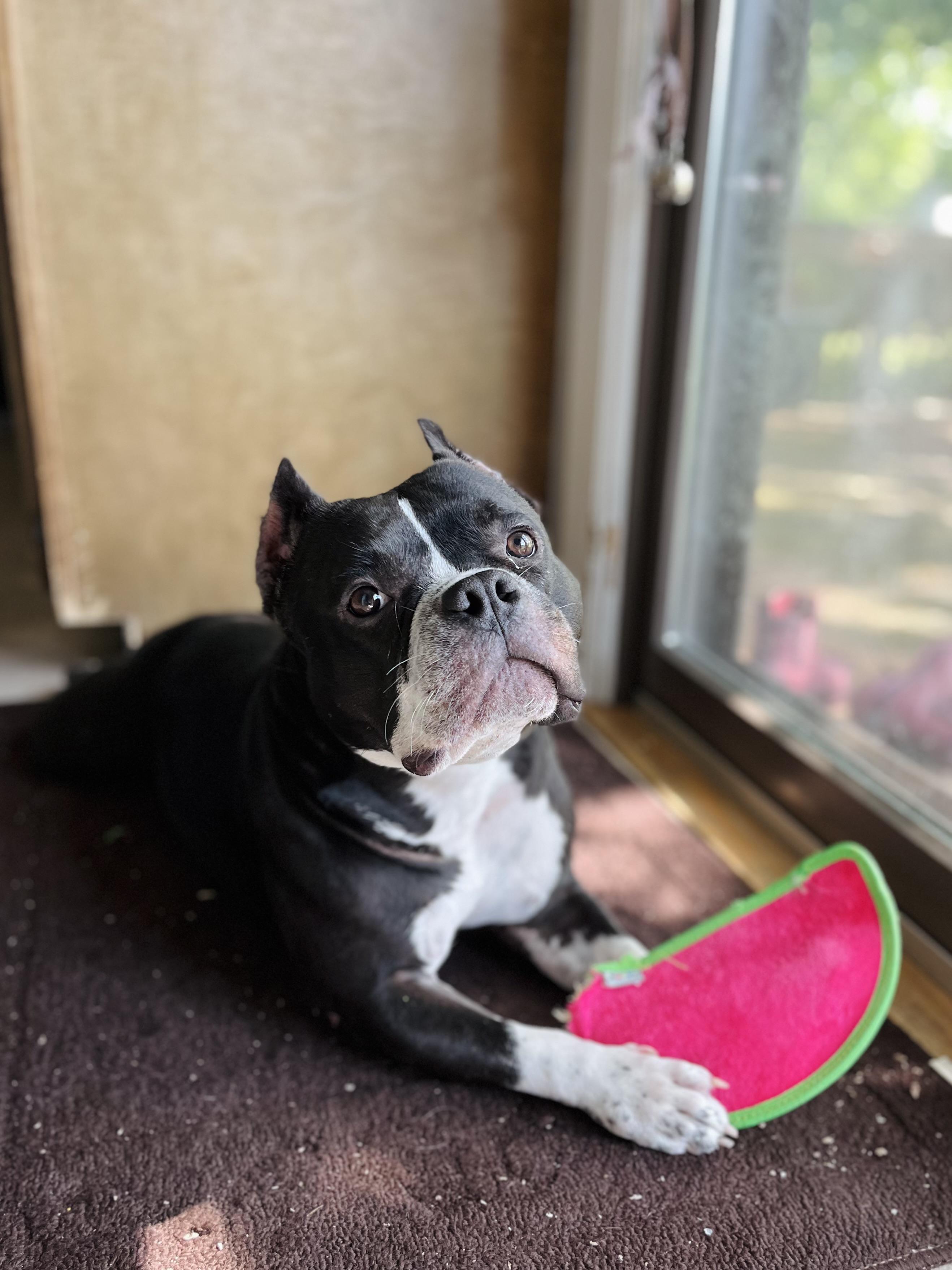 Clovee, an adoptable mixed breed in Springfield, IL image 1/6