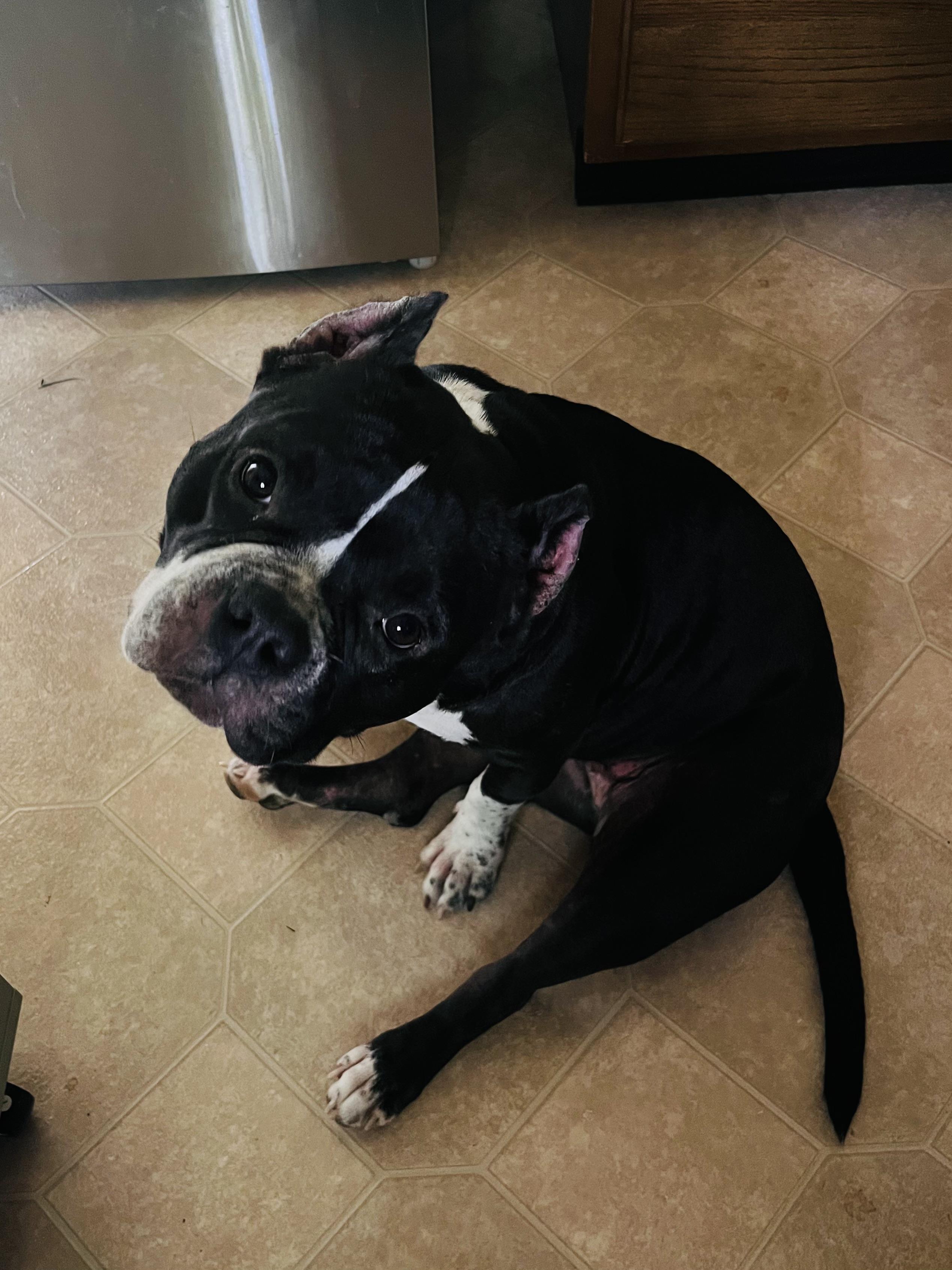 Clovee, an adoptable mixed breed in Springfield, IL image 4/6