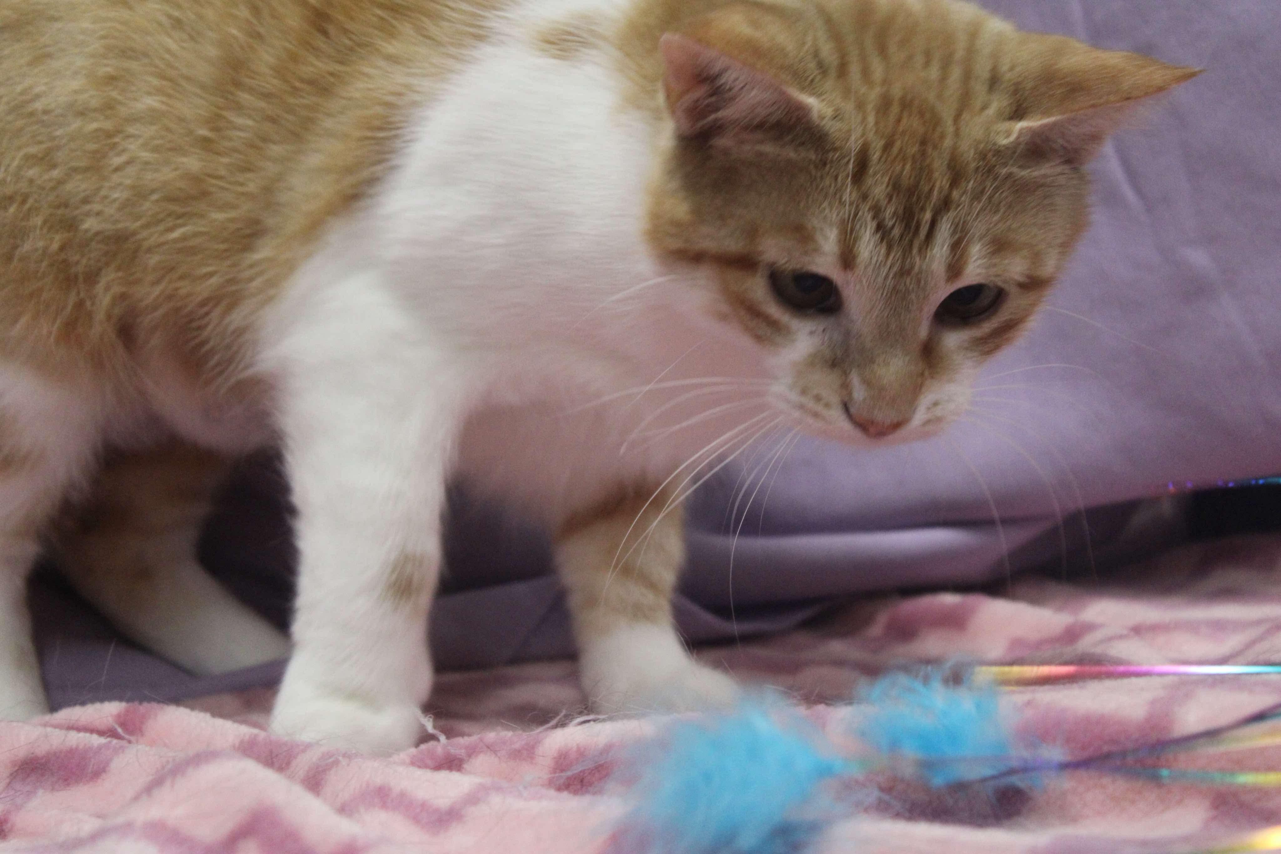 CREAMSICLE (bonded with MOIRA), Adult Female Domestic Short Hair