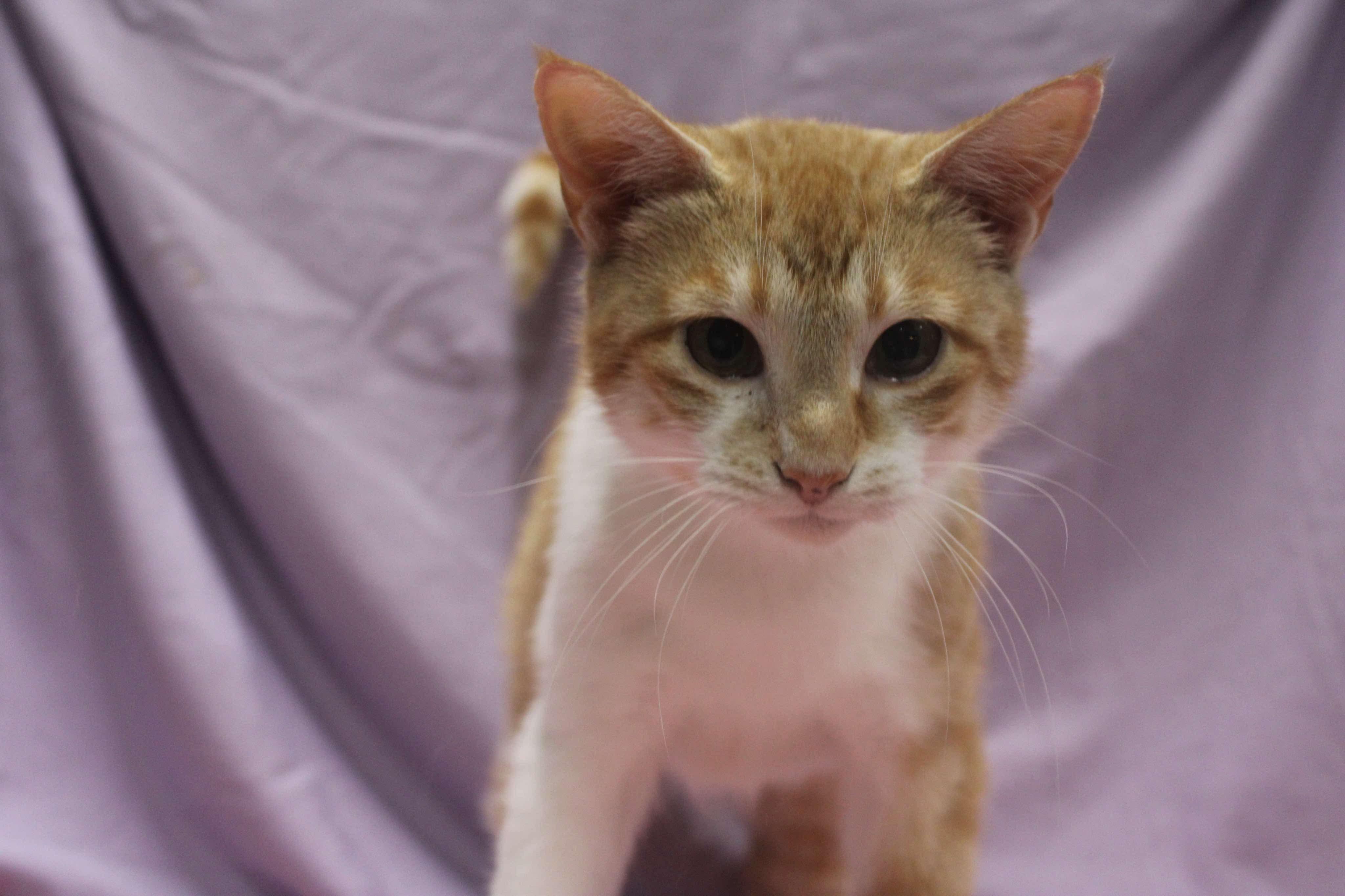 CREAMSICLE (bonded with MOIRA) photo 3