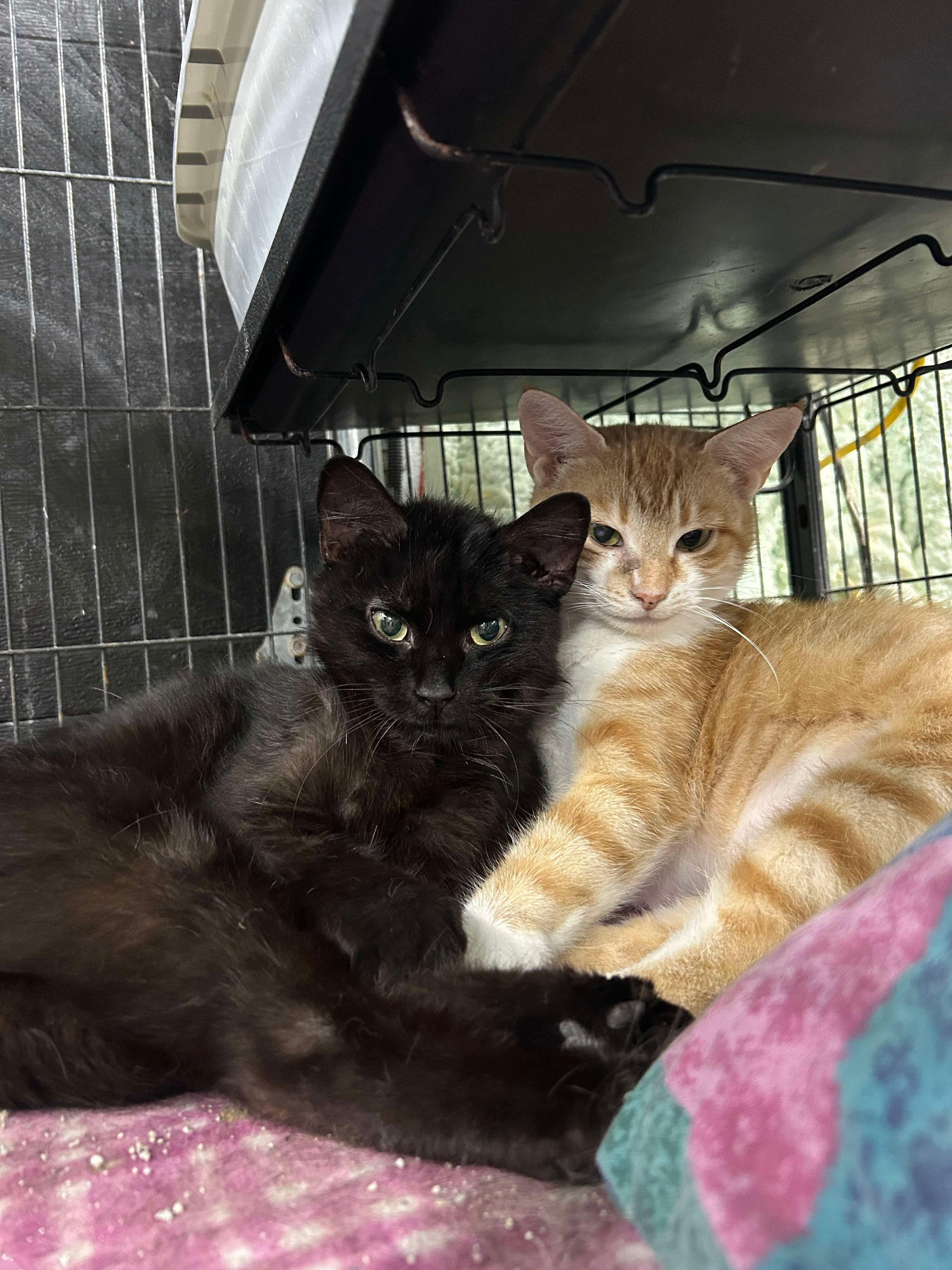 CREAMSICLE (bonded with MOIRA)