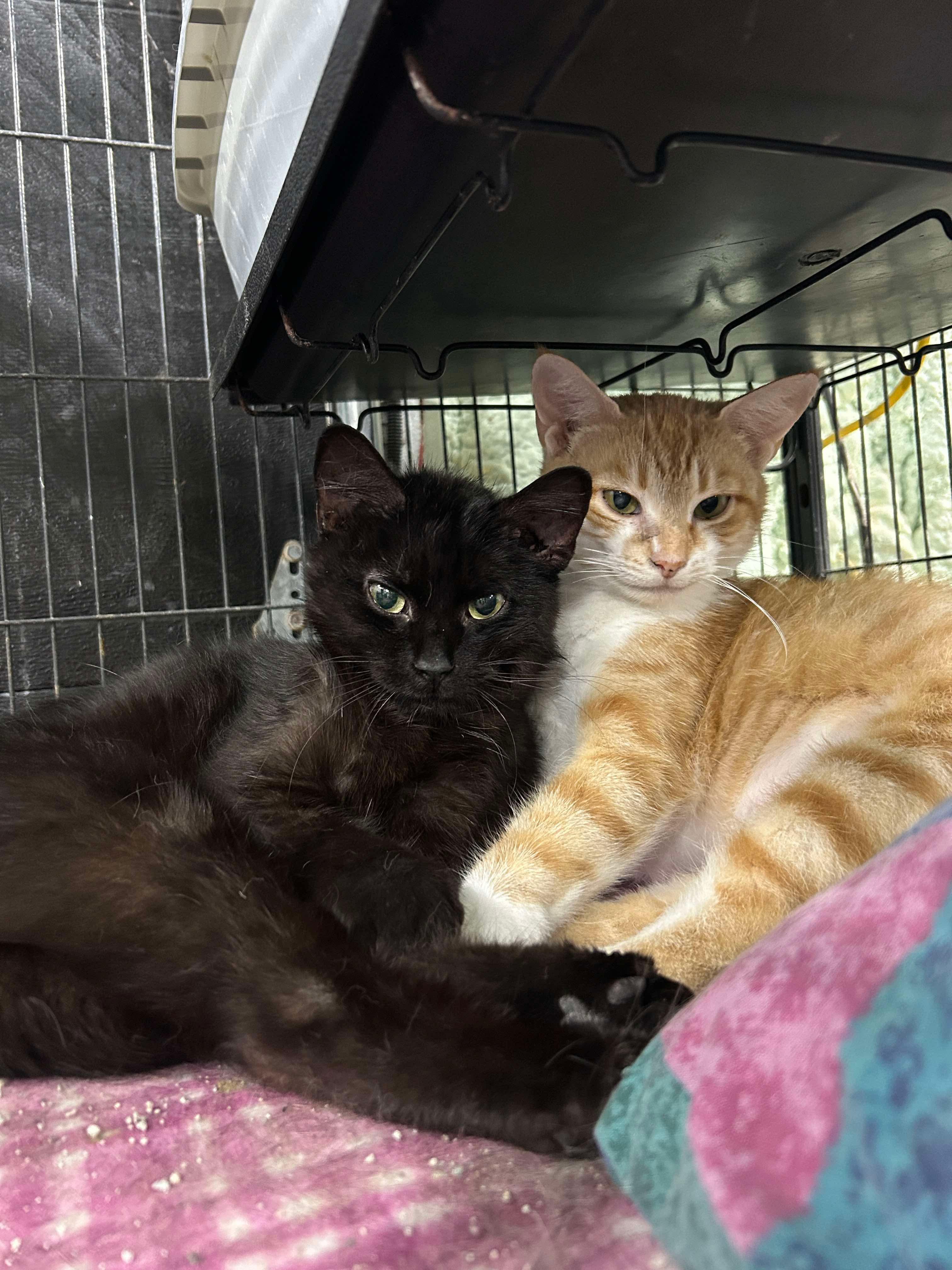 CREAMSICLE (bonded with MOIRA)