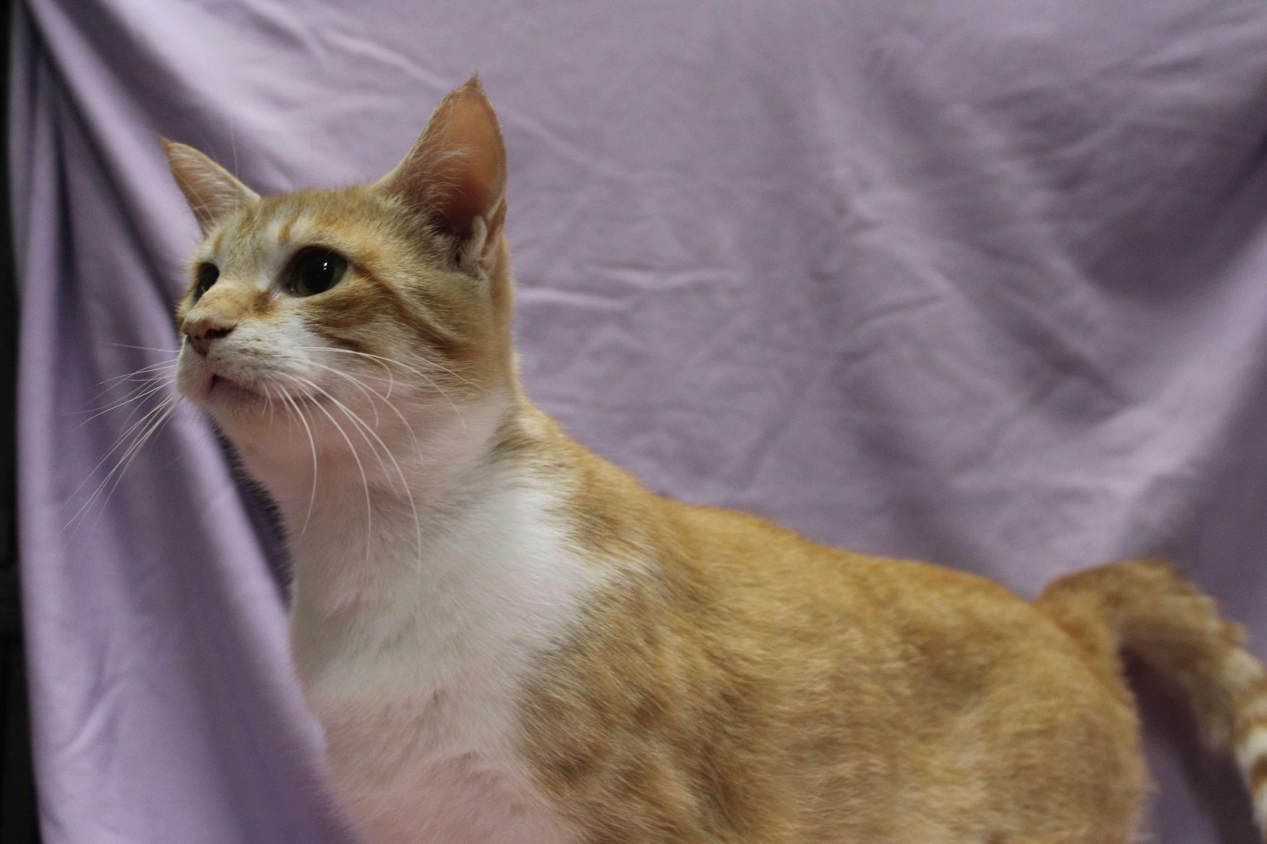 CREAMSICLE (bonded with MOIRA) photo 4