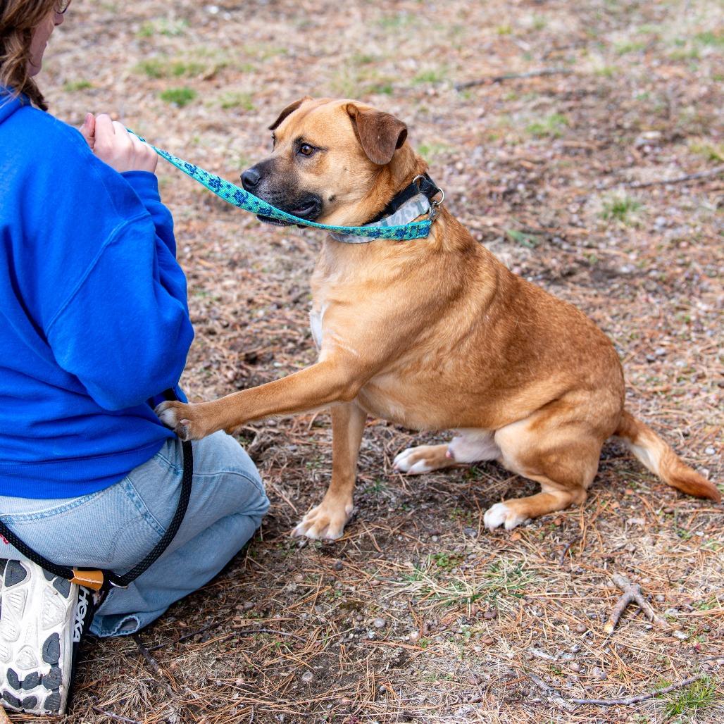 Enlarge Max, a Adoptable Mixed Breed in Kennebunk, ME image 2/6