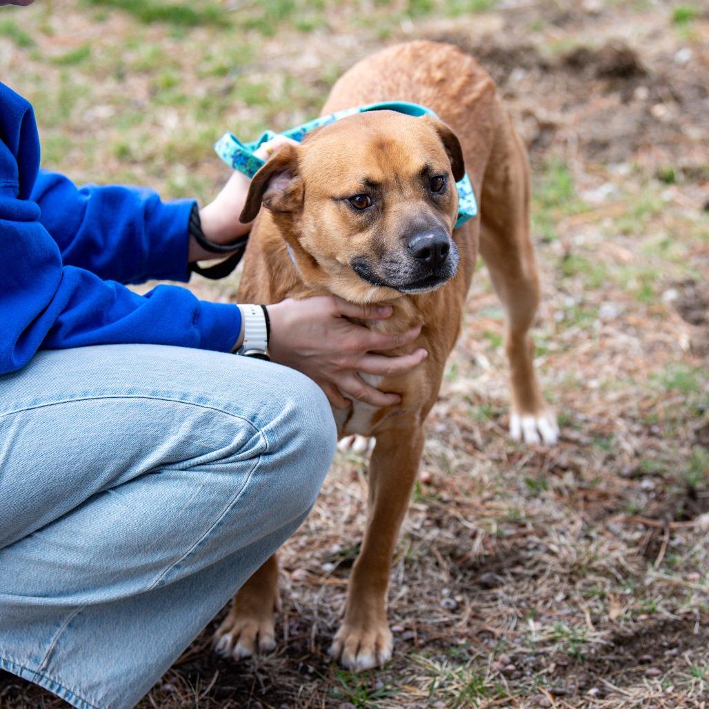 Enlarge Max, a Adoptable Mixed Breed in Kennebunk, ME image 3/6