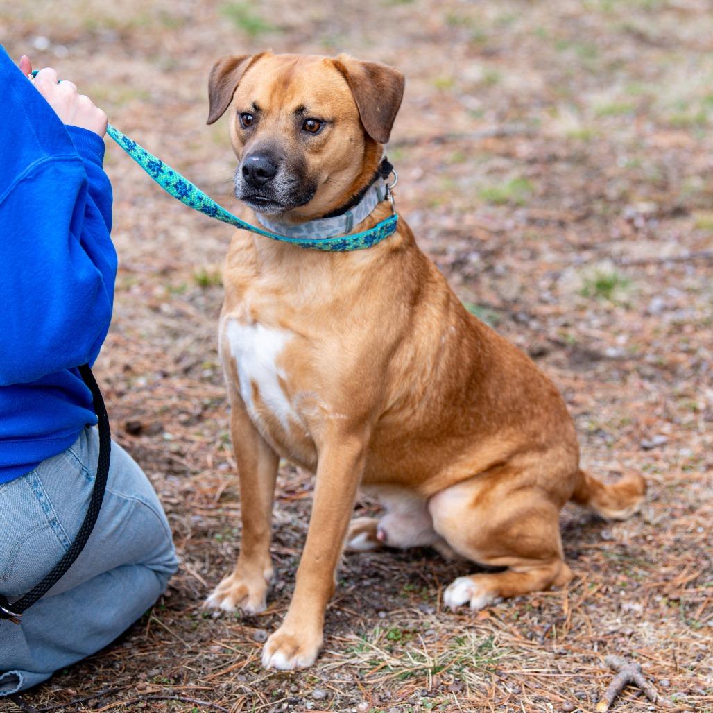 Enlarge Max, a Adoptable Mixed Breed in Kennebunk, ME image 4/6