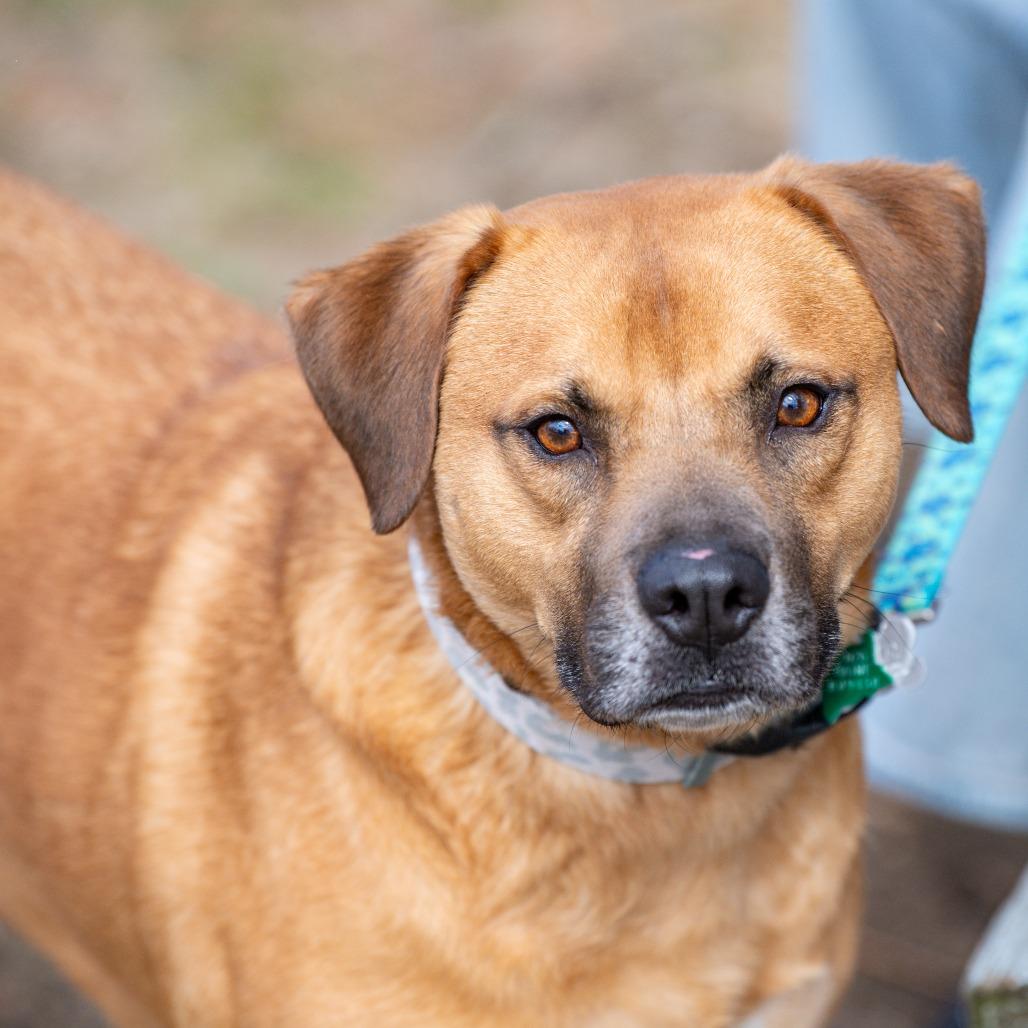Enlarge Max, a Adoptable Mixed Breed in Kennebunk, ME image 5/6