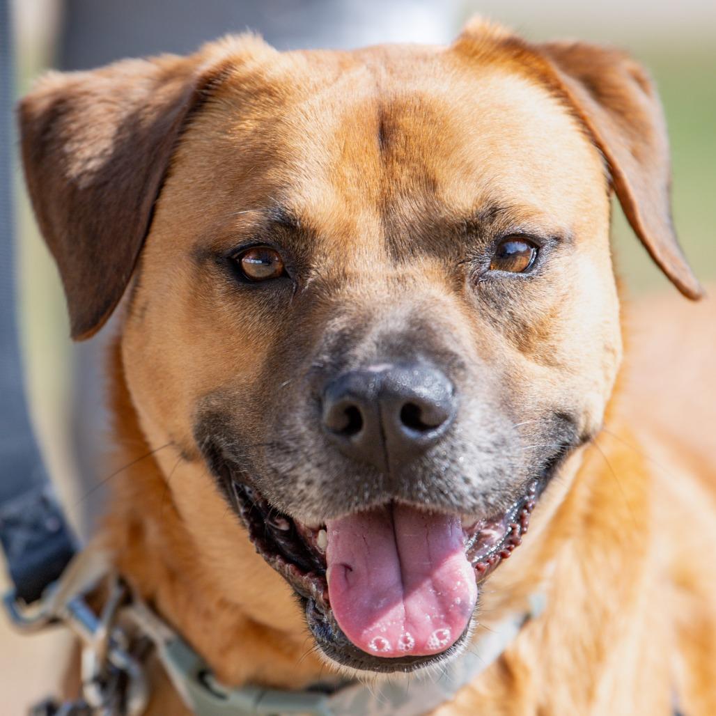 Enlarge Max, a Adoptable Mixed Breed in Kennebunk, ME image 6/6