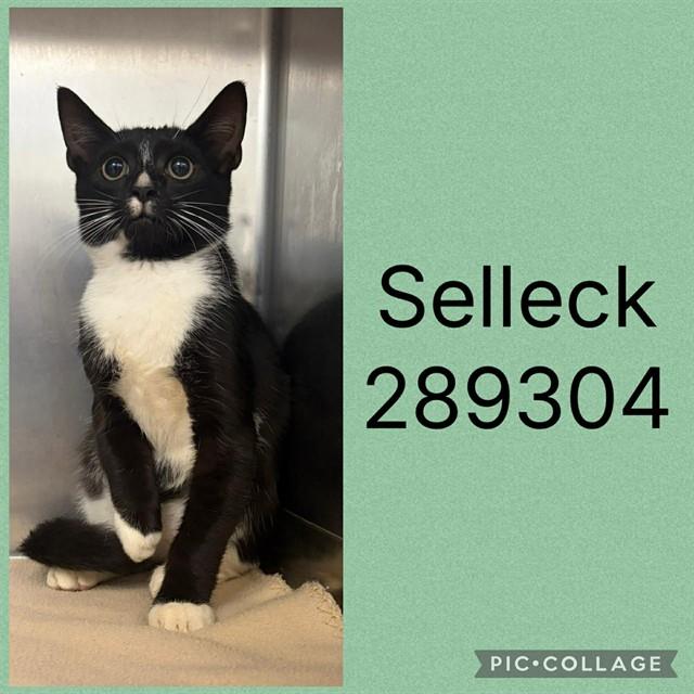 SELLECK, Adoptable, Kitten Male Domestic Short Hair.
