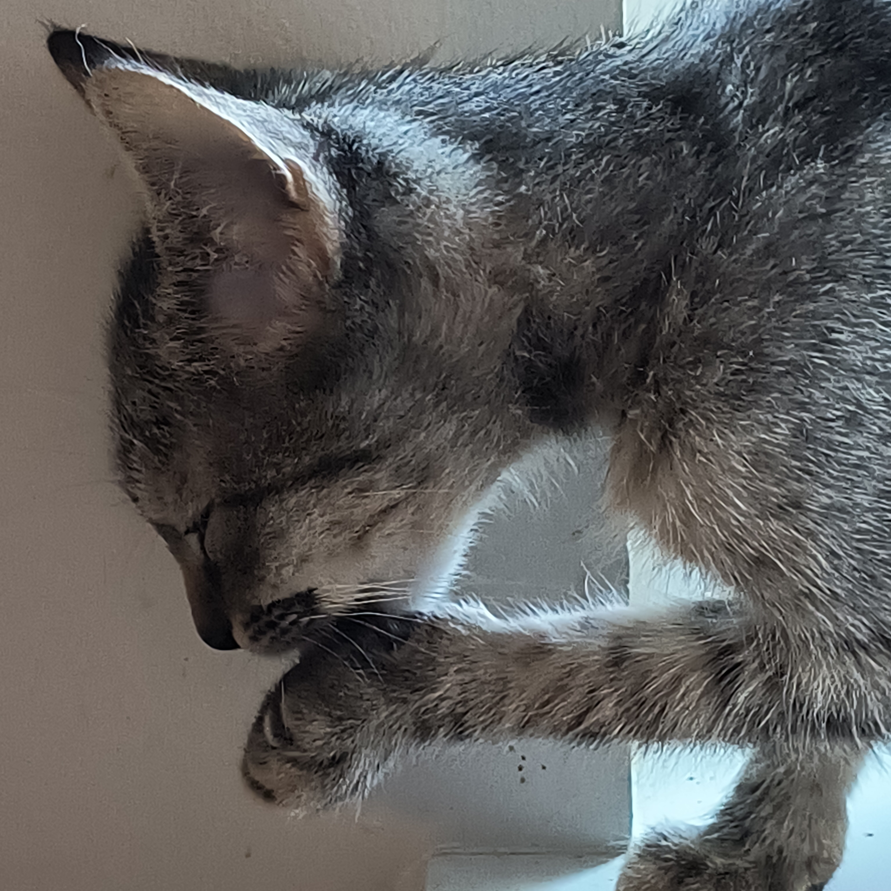 Enlarge Gwen, a Adoptable Tabby in Denver, NC image 4/6