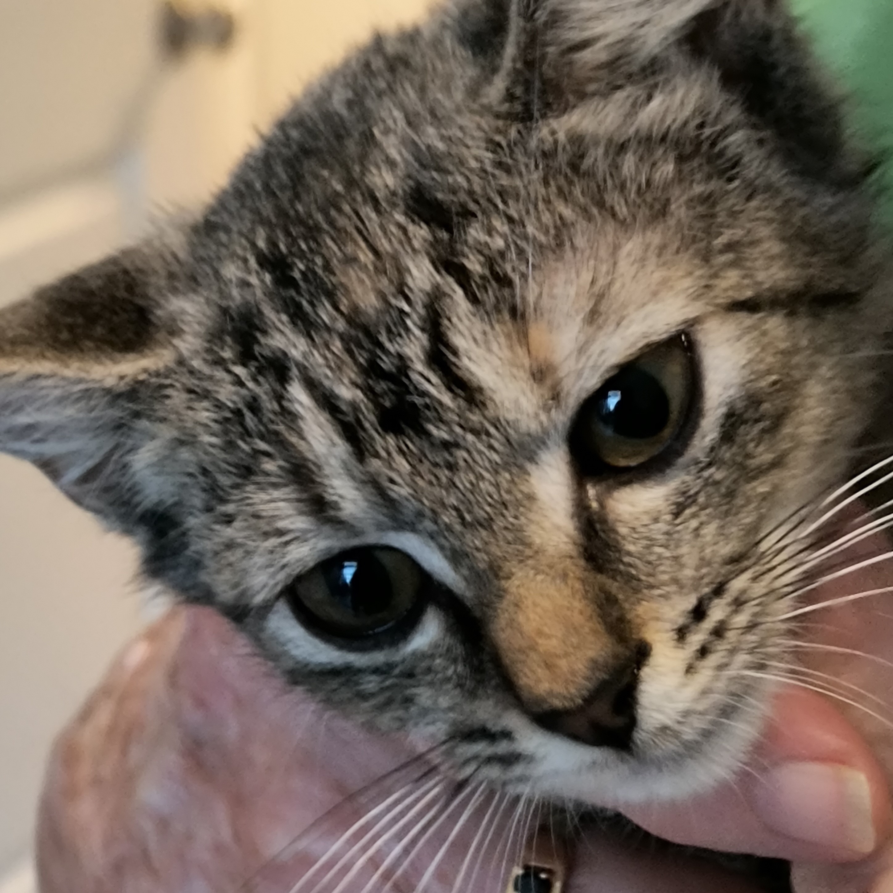 Enlarge Gwen, a Adoptable Tabby in Denver, NC image 6/6