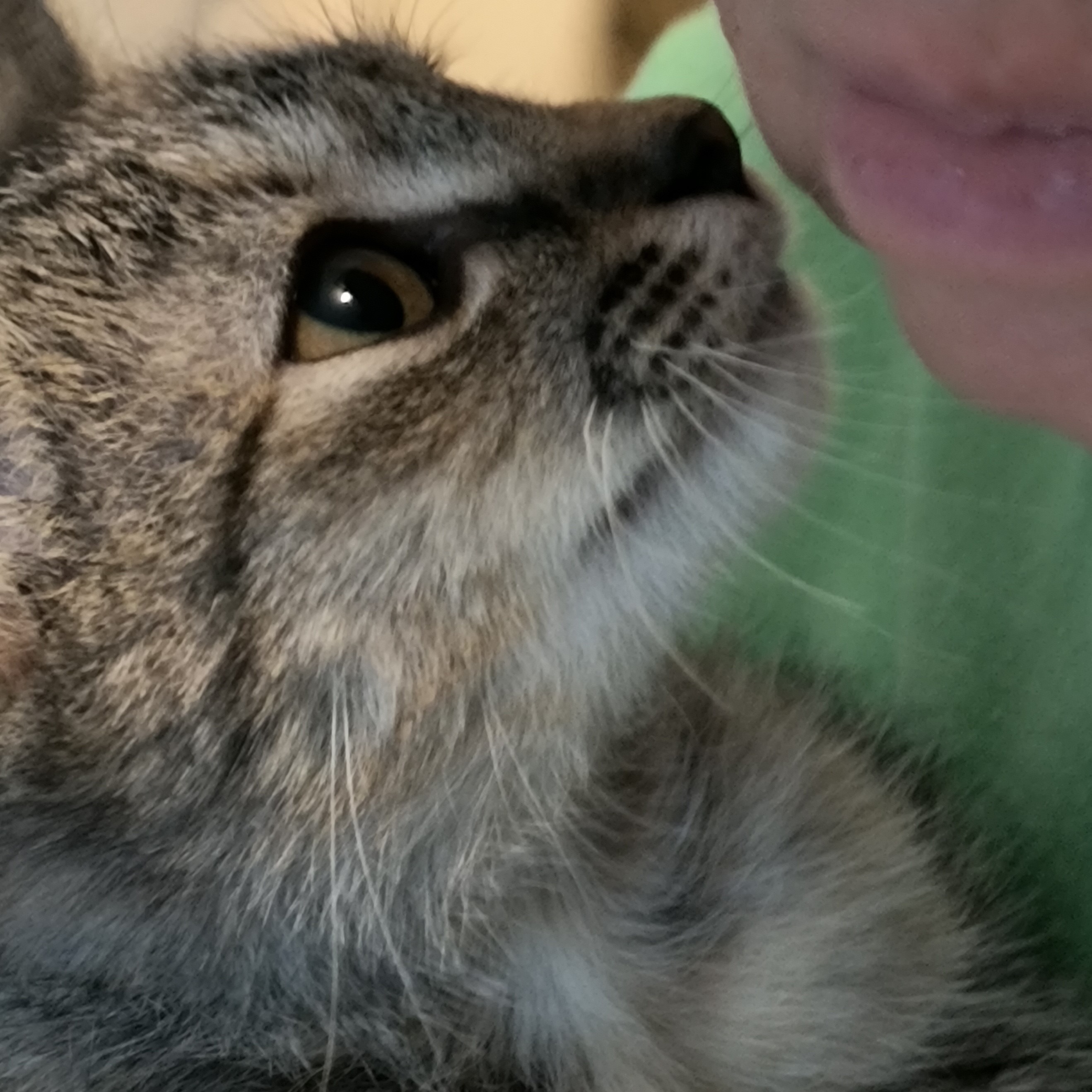 Enlarge Gwen, a Adoptable Tabby in Denver, NC image 3/6