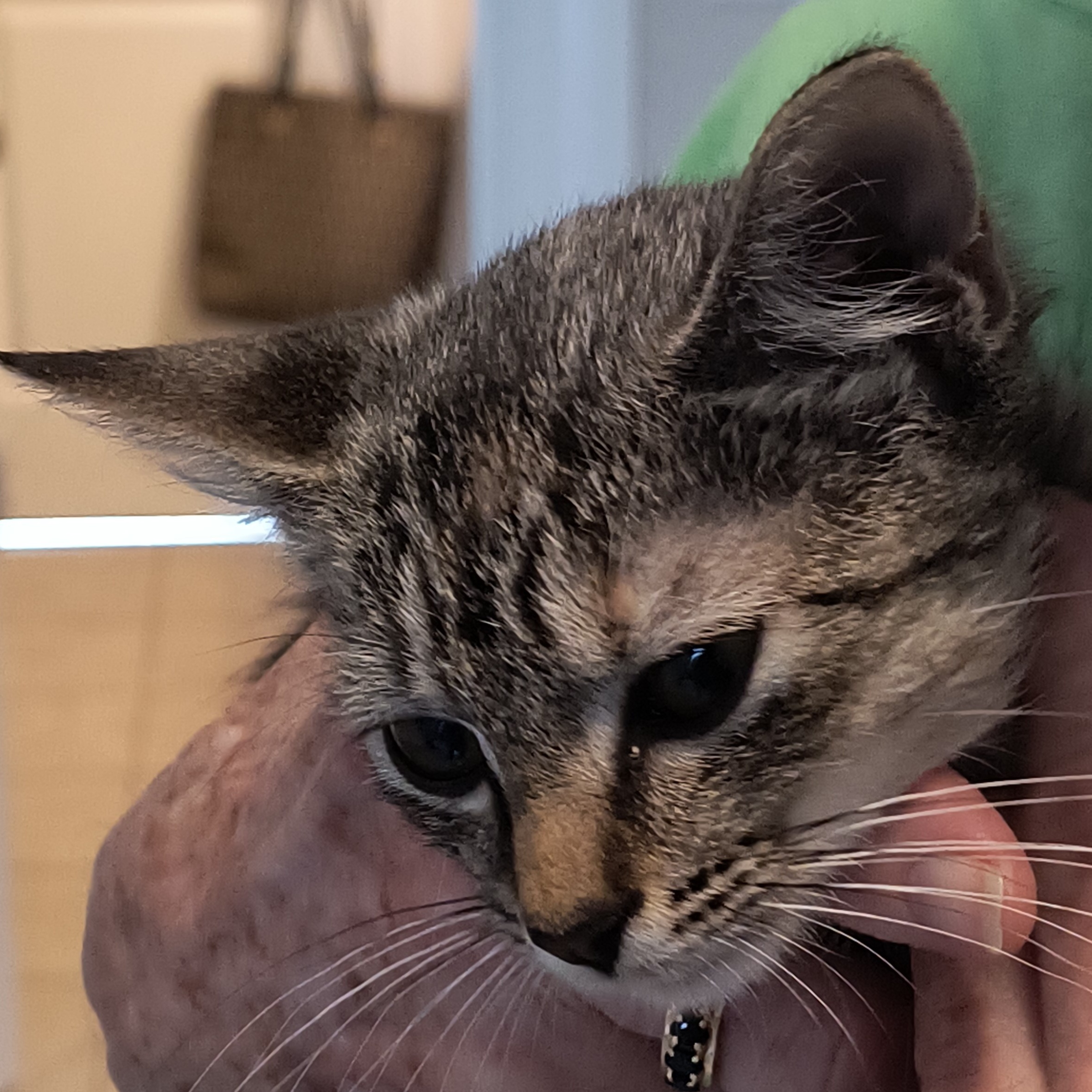 Enlarge Gwen, a Adoptable Tabby in Denver, NC image 5/6