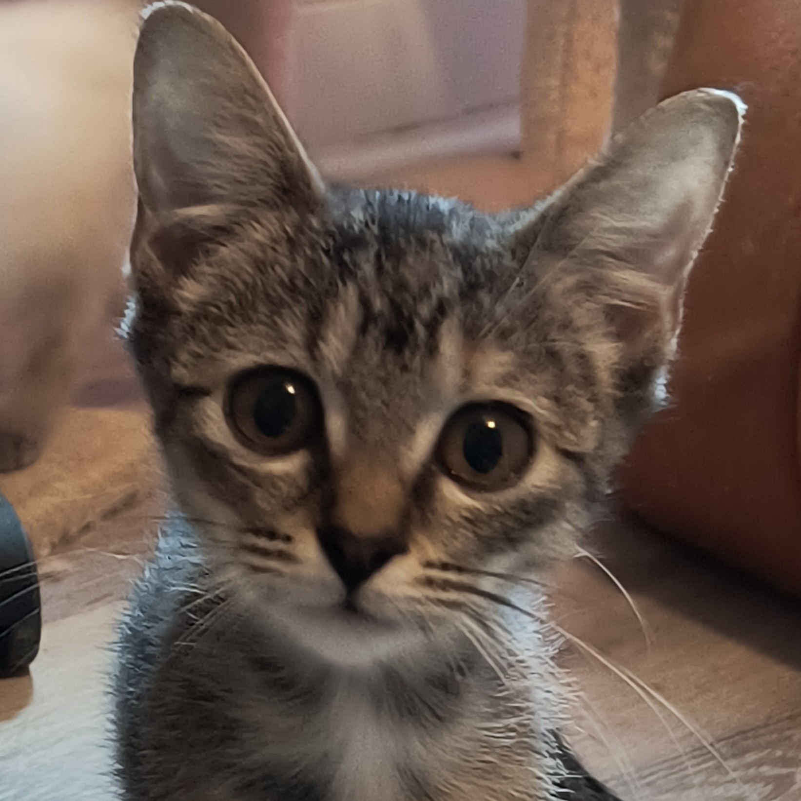 Enlarge Gwen, a Adoptable Tabby in Denver, NC image 1/6