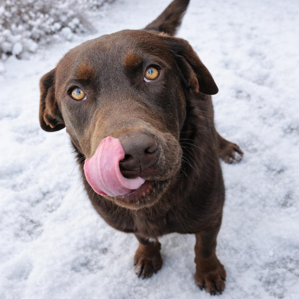 Bear, adopted, Young Male Chocolate Labrador Retriever.