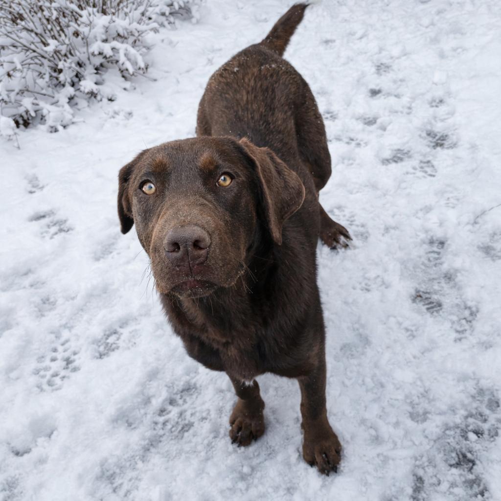 Enlarge Bear, an adopted Chocolate Labrador Retriever in Susanville, CA image 2/2