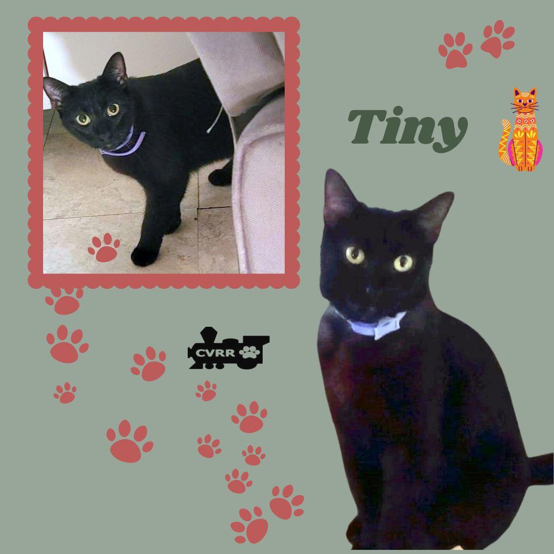 Enlarge Tiny (Cat), a Adoptable Domestic Short Hair in LINDSAY, CA image 1/1