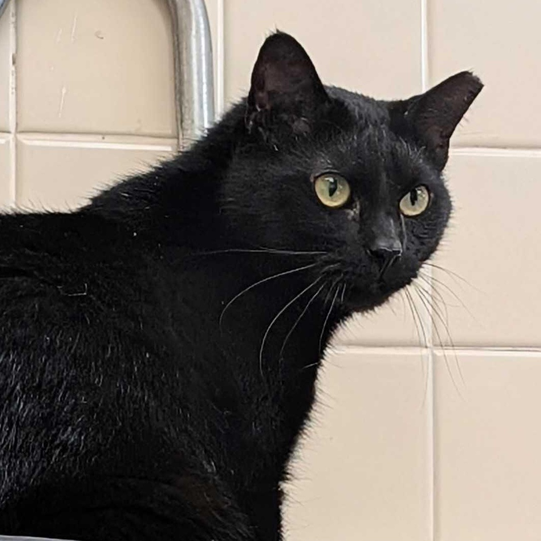 Bethany, Adult Female Domestic Short Hair