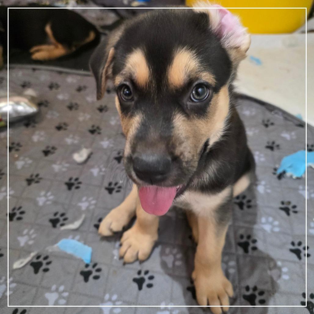 Adobo, Adoptable, Puppy Male Shepherd & Mixed Breed.