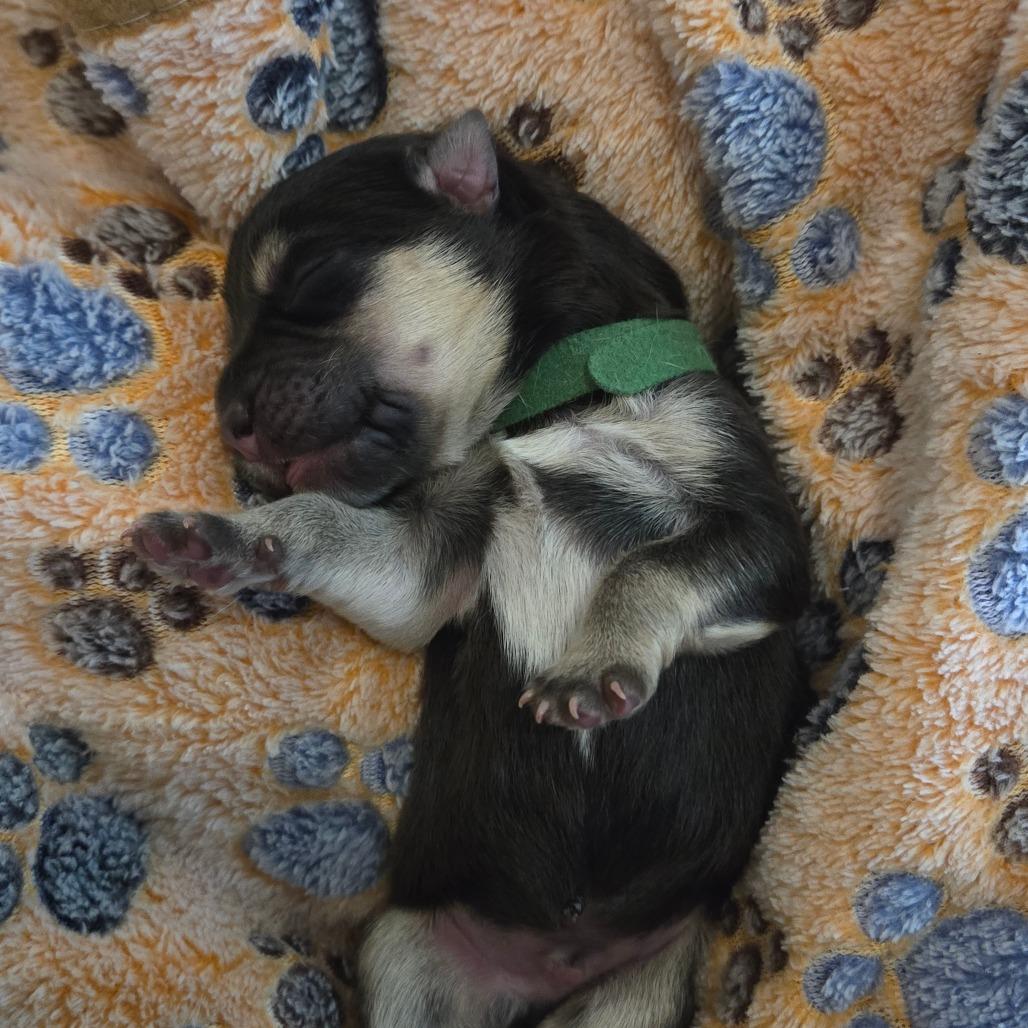 Enlarge Adobo, a Adoptable mixed breed in Chandler, AZ image 2/5
