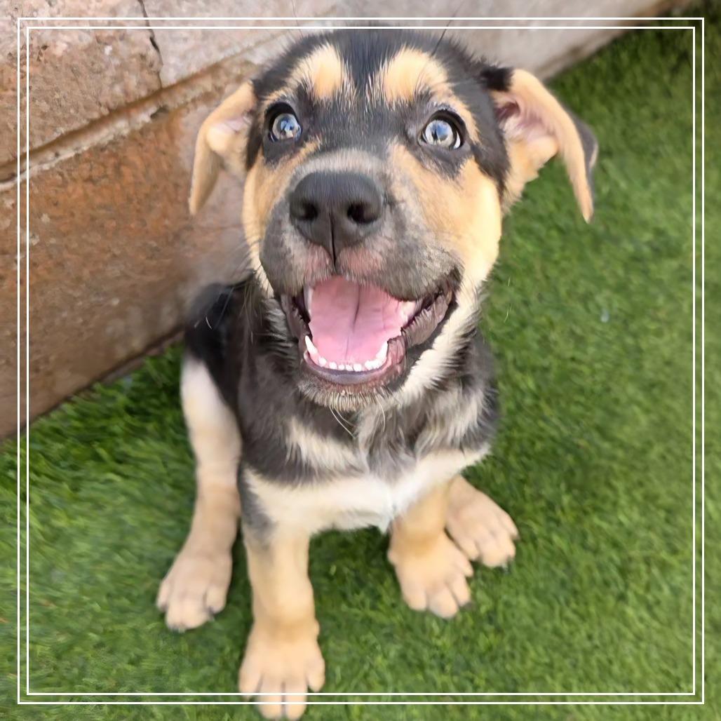 Enlarge Adobo, a Adoptable mixed breed in Chandler, AZ image 4/5