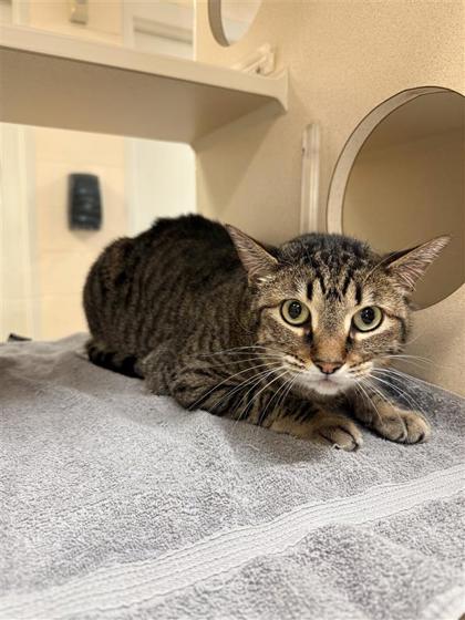 Enlarge Mittens, a Adoptable mixed breed in Hutchinson, KS image 1/3