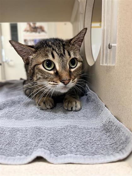 Enlarge Mittens, a Adoptable mixed breed in Hutchinson, KS image 2/3