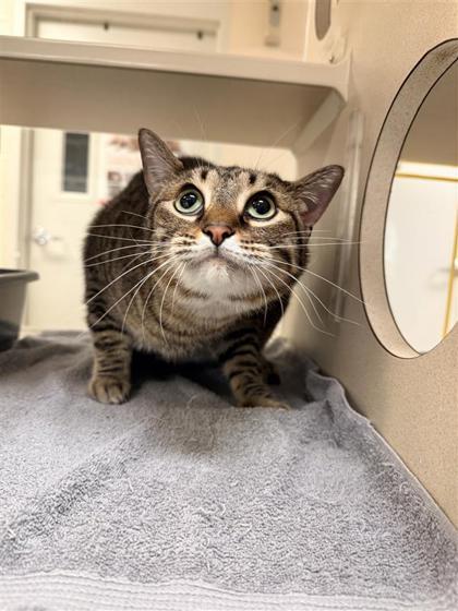 Enlarge Mittens, a Adoptable mixed breed in Hutchinson, KS image 3/3