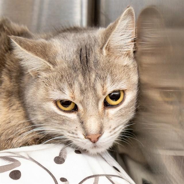 STEFANI, Adoptable, Young Female Domestic Short Hair.