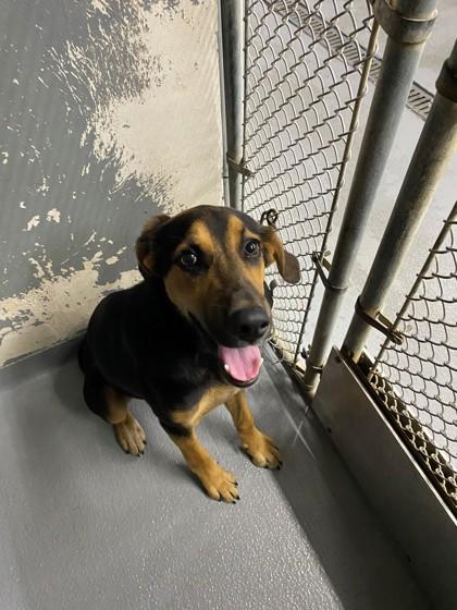 Enlarge Buddy, a Adoptable mixed breed in Blue Ridge, GA image 2/2