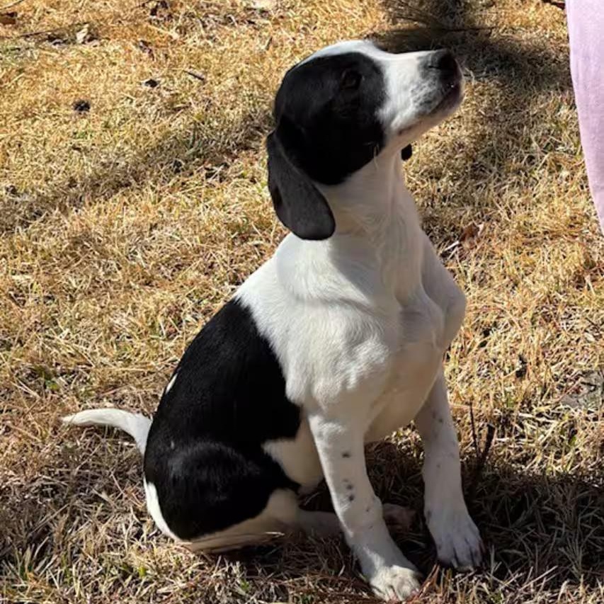 Softball, adopted, Puppy Female Beagle & Pointer.