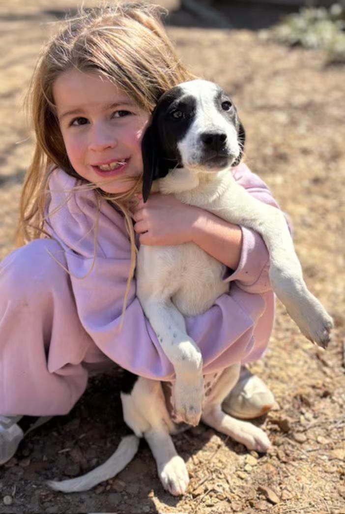 Enlarge Softball, an adopted mixed breed in Watertown, CT image 3/3