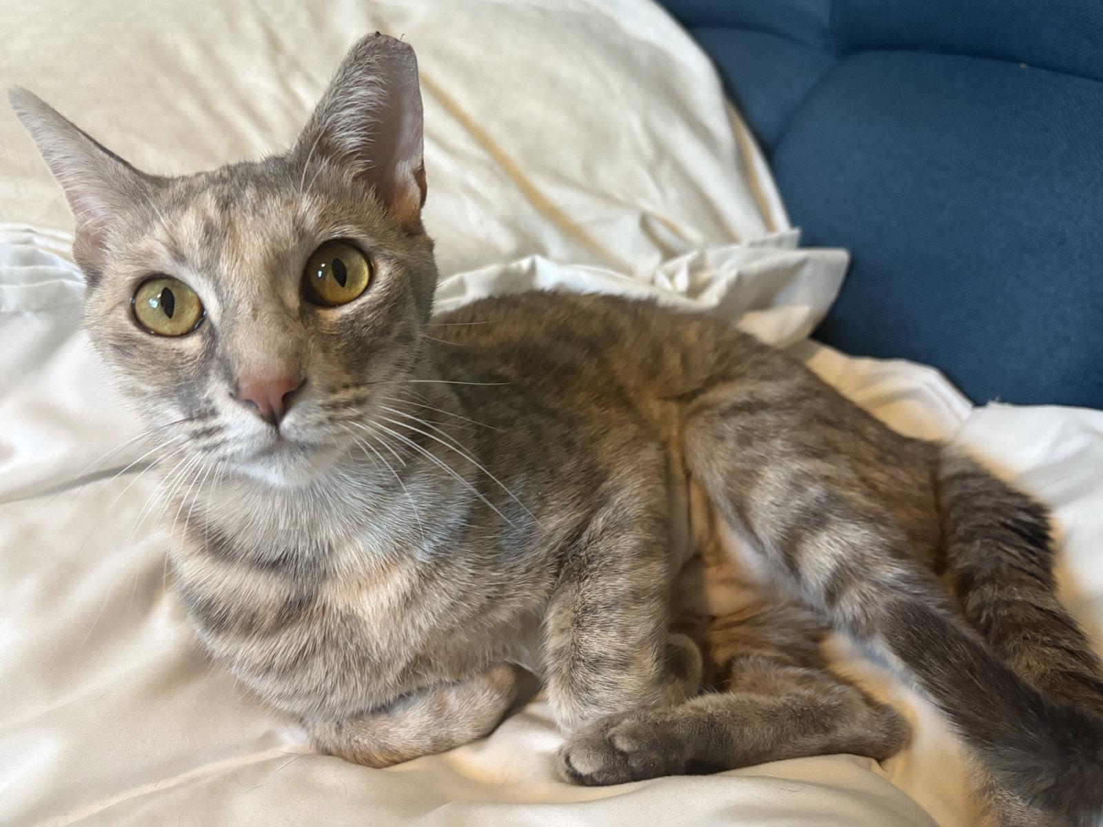 Enlarge Marie, a Adopted Dilute Tortoiseshell in Phoenix, AZ image 1/3