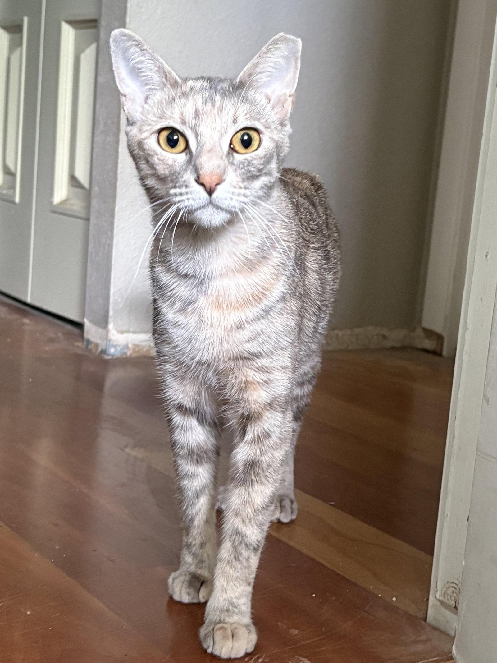 Enlarge Marie, a Adopted Dilute Tortoiseshell in Phoenix, AZ image 3/3