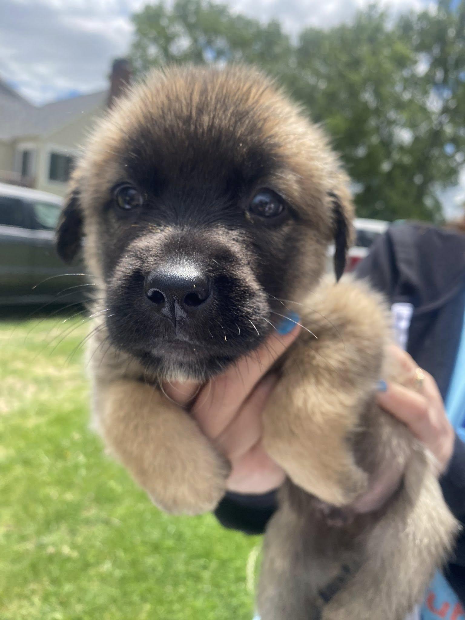 Yogi, a Adopted mixed breed in Berlin, NJ image 2/3