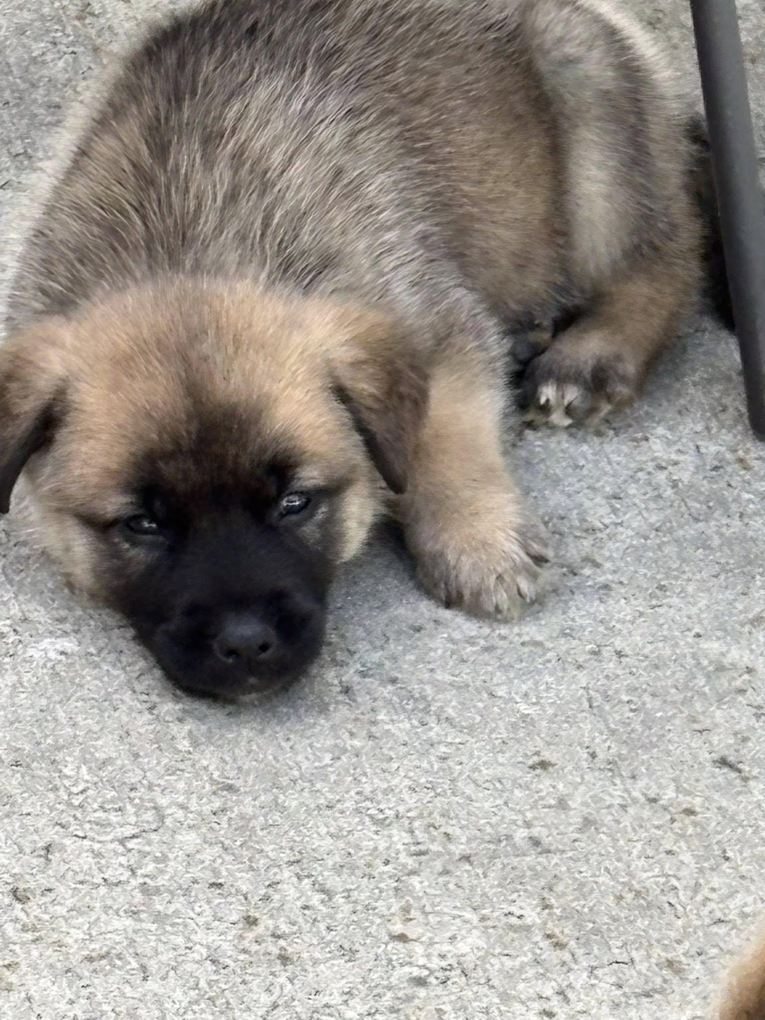 Yogi, a Adopted mixed breed in Berlin, NJ image 3/3