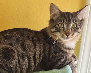 Enlarge Butterfly, a Adoptable Tabby in Tiburon, CA image 3/4