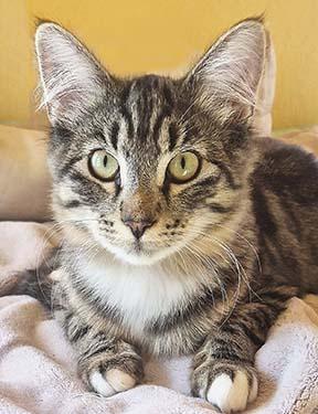 Butterfly, Adoptable, Kitten Female Tabby.
