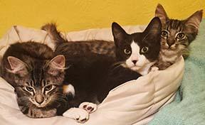 Enlarge Butterfly, a Adoptable Tabby in Tiburon, CA image 4/4