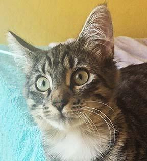 Enlarge Butterfly, a Adoptable Tabby in Tiburon, CA image 2/4