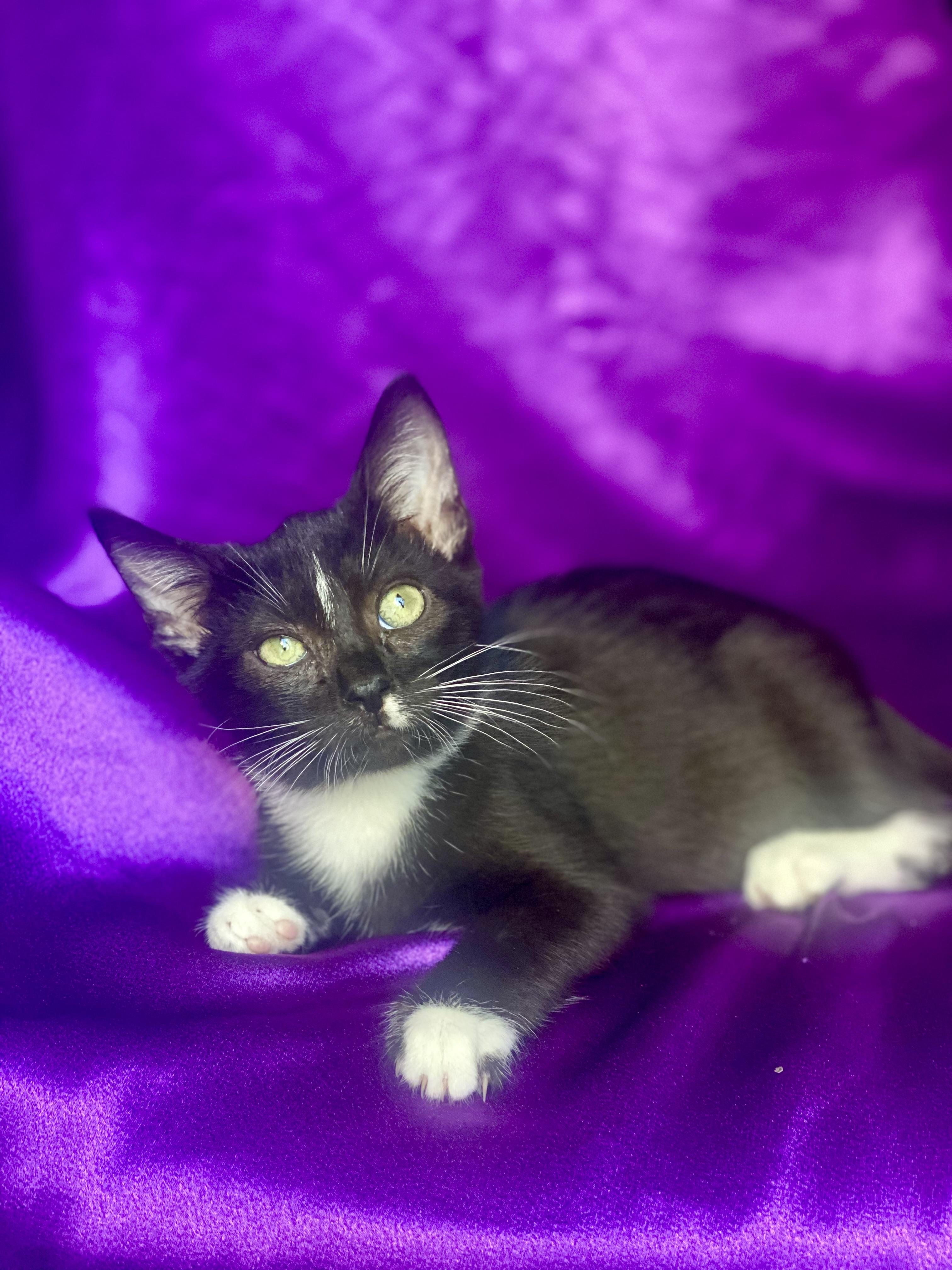 Enlarge Kit Kat, an adopted Tuxedo in Rowland Heights, CA image 1/3