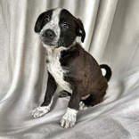 Dipsy, Baby Female Australian Cattle Dog / Blue Heeler